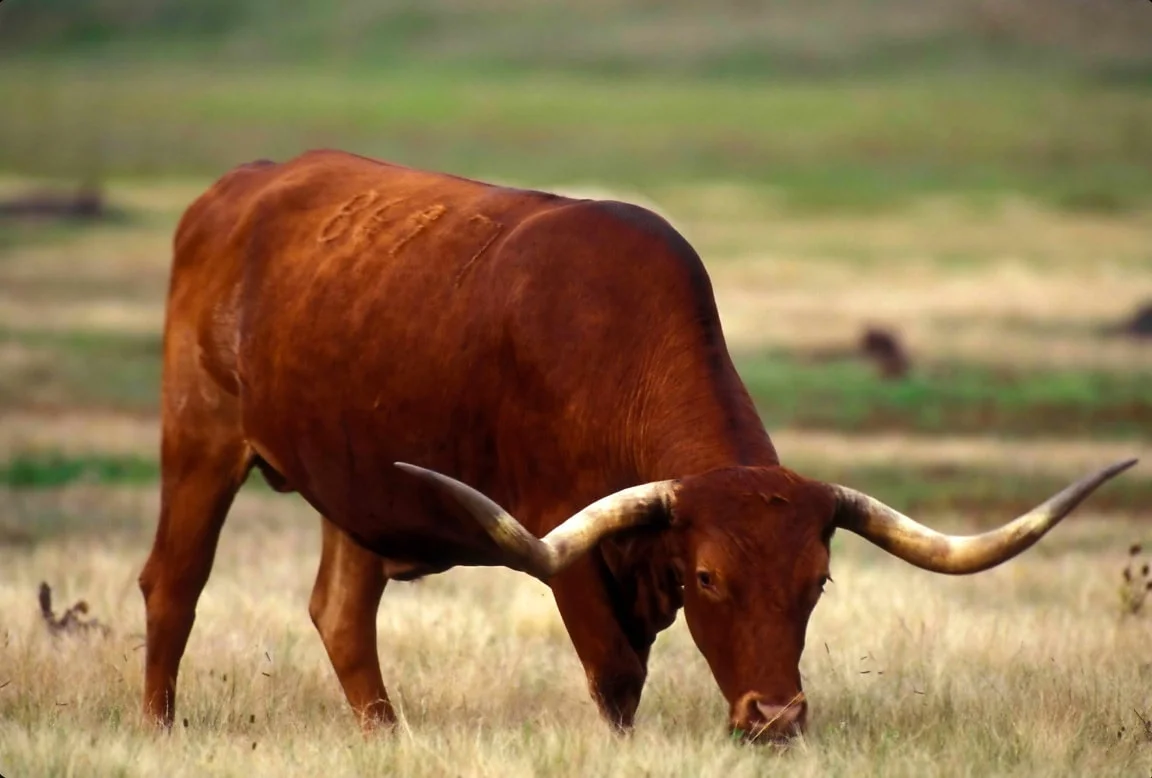 texas-longhorn-cattle-bull-grazing-1152x778.webp