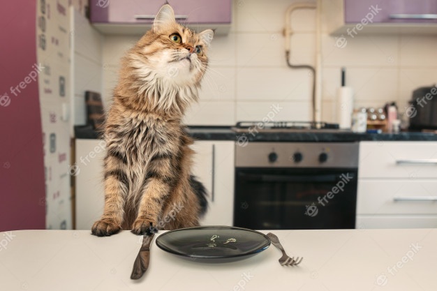 the-cat-at-the-table-waiting-for-food-cat-breed-norwegian-forest-the-cat-looks-away_165194-106.jpg