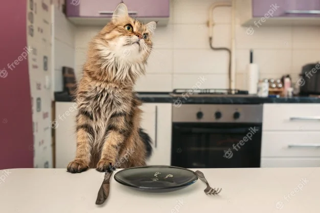the-cat-at-the-table-waiting-for-food-cat-breed-norwegian-forest-the-cat-looks-away_165194-106.webp
