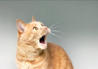 the-surprised-cat-the-amazement-of-the-cat-open-your-mouth-in-surprise-an-extreme-degree-of-su...jpg