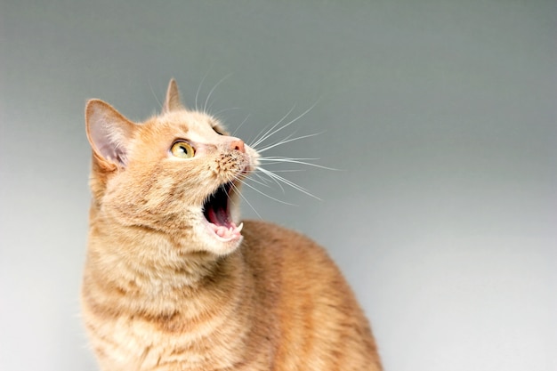 the-surprised-cat-the-amazement-of-the-cat-open-your-mouth-in-surprise-an-extreme-degree-of-su...jpg