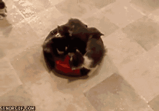 the_definitive_collection_of_cat_02.gif