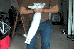 the_definitive_collection_of_cat_14.gif