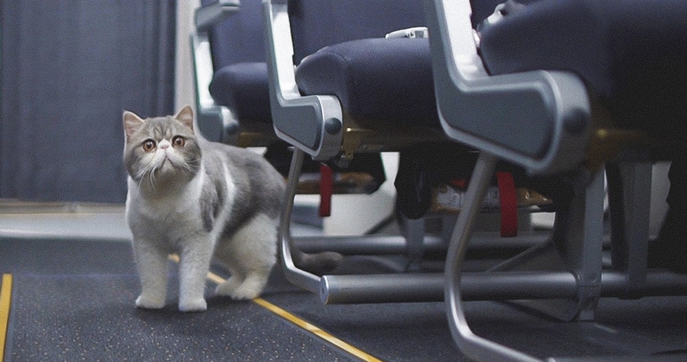 thomas_cook_cat_on_plane.jpg