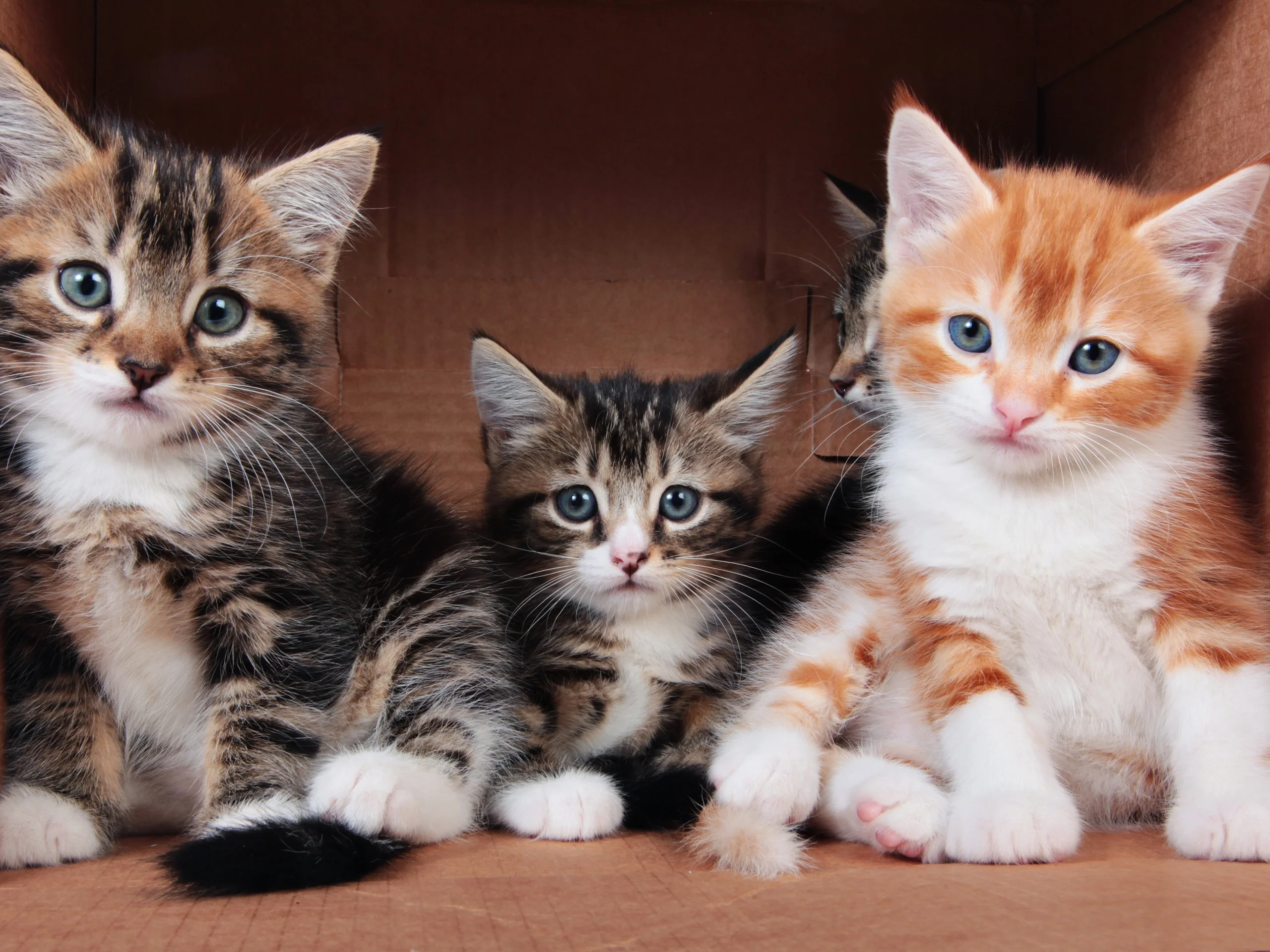 Three-cute-kittens_2560x1920.webp