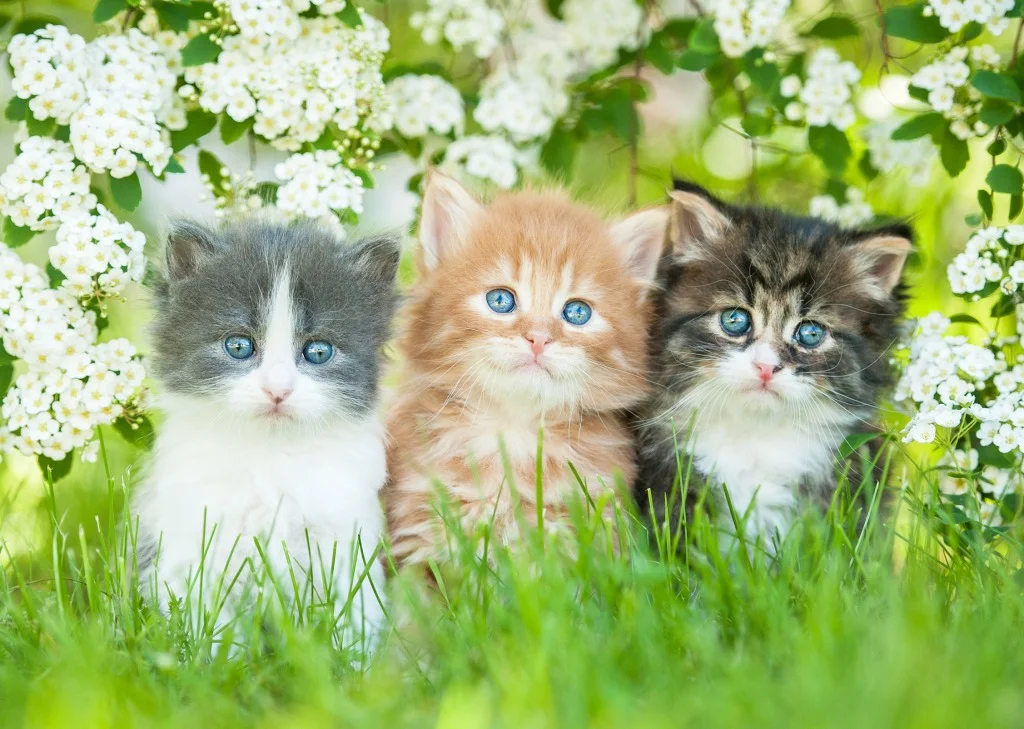 Three-Little-Kittens_1.webp