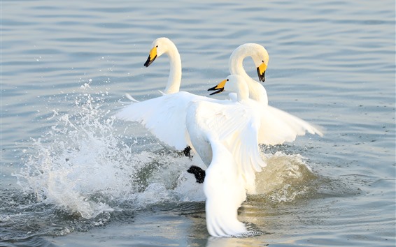 Three-white-swans-in-lake-water-splash_m.jpg