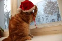 thumb_ryzhij-kot-natyanul-novogodnuu-shapku[1].webp