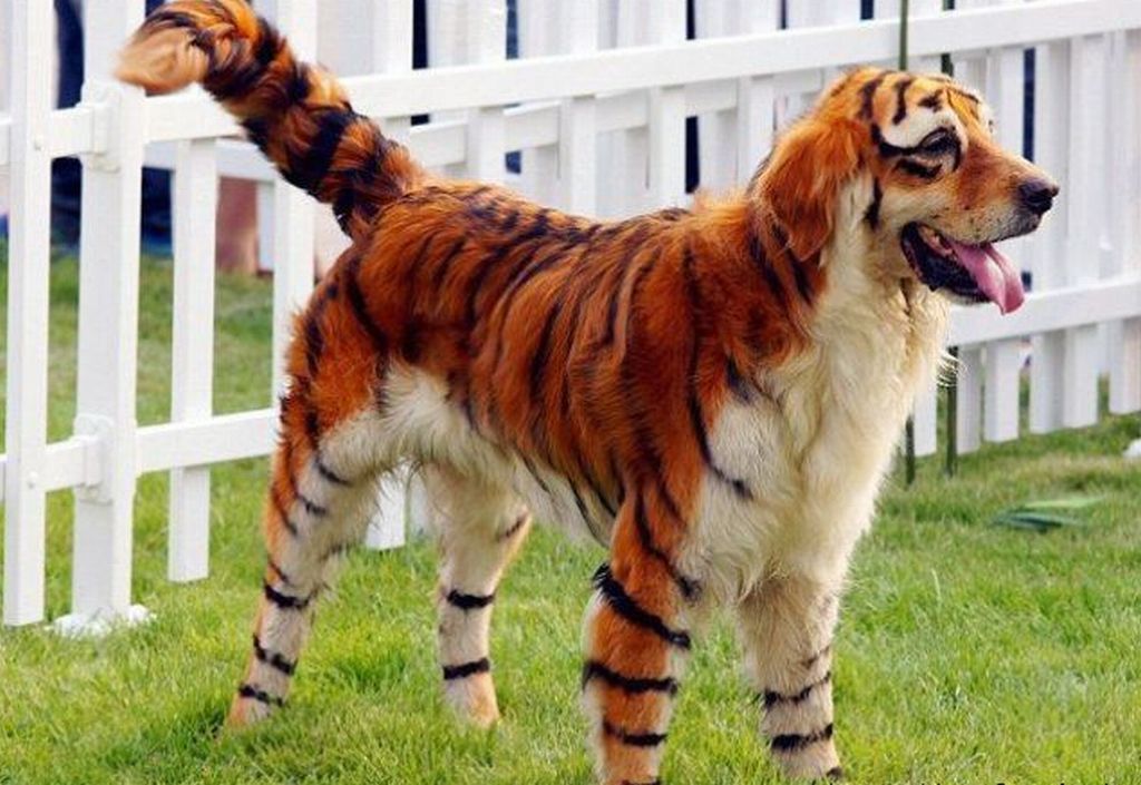 tiger-dog.jpg