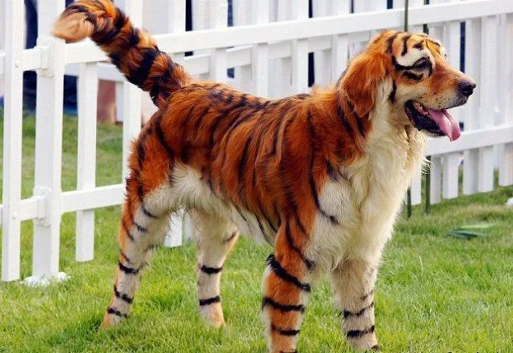 tiger-dog.webp