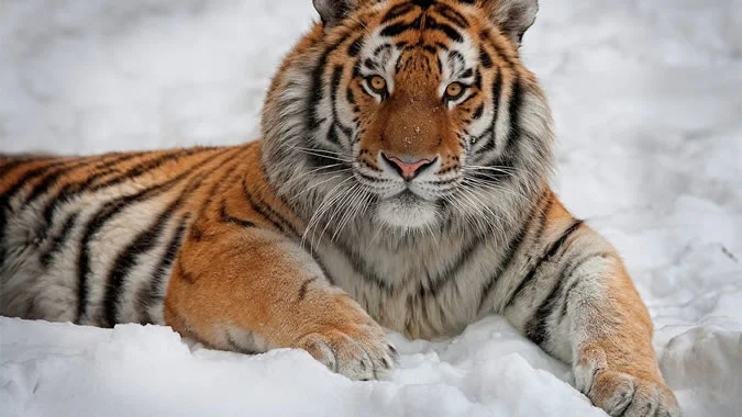 tiger.webp