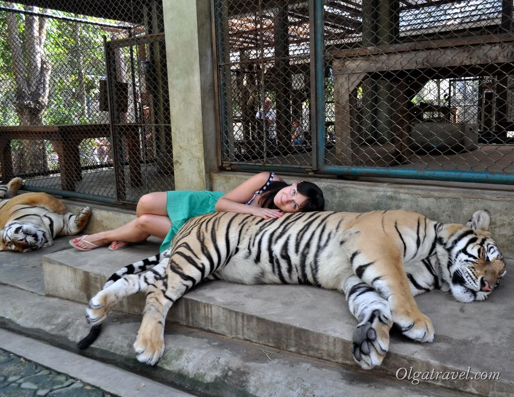 Tiger_Kingdom_Chiang_Mai_39.webp