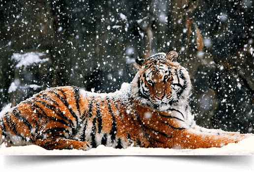 Тигр в снегу.gif