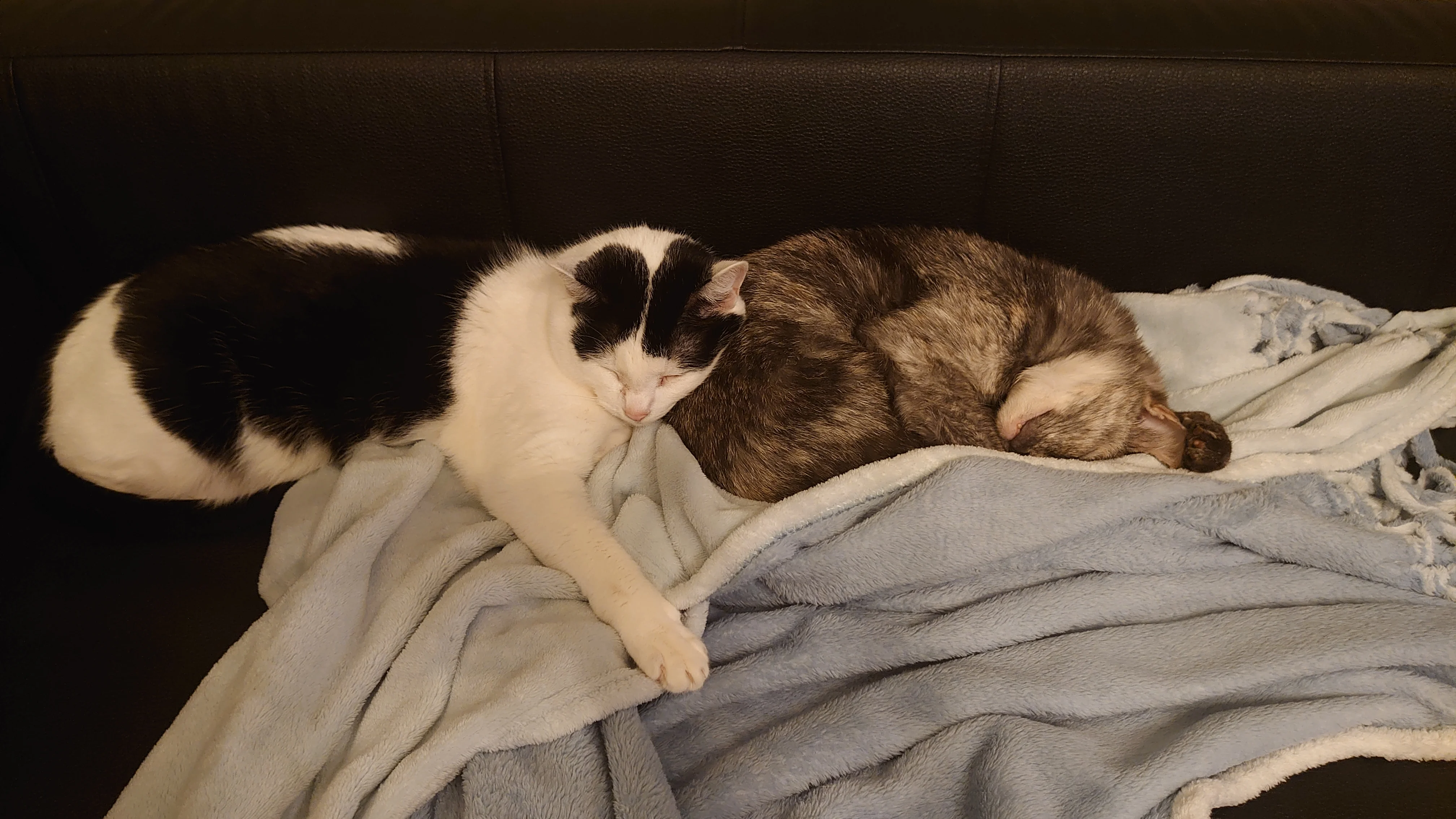 Тигри. Дема.webp