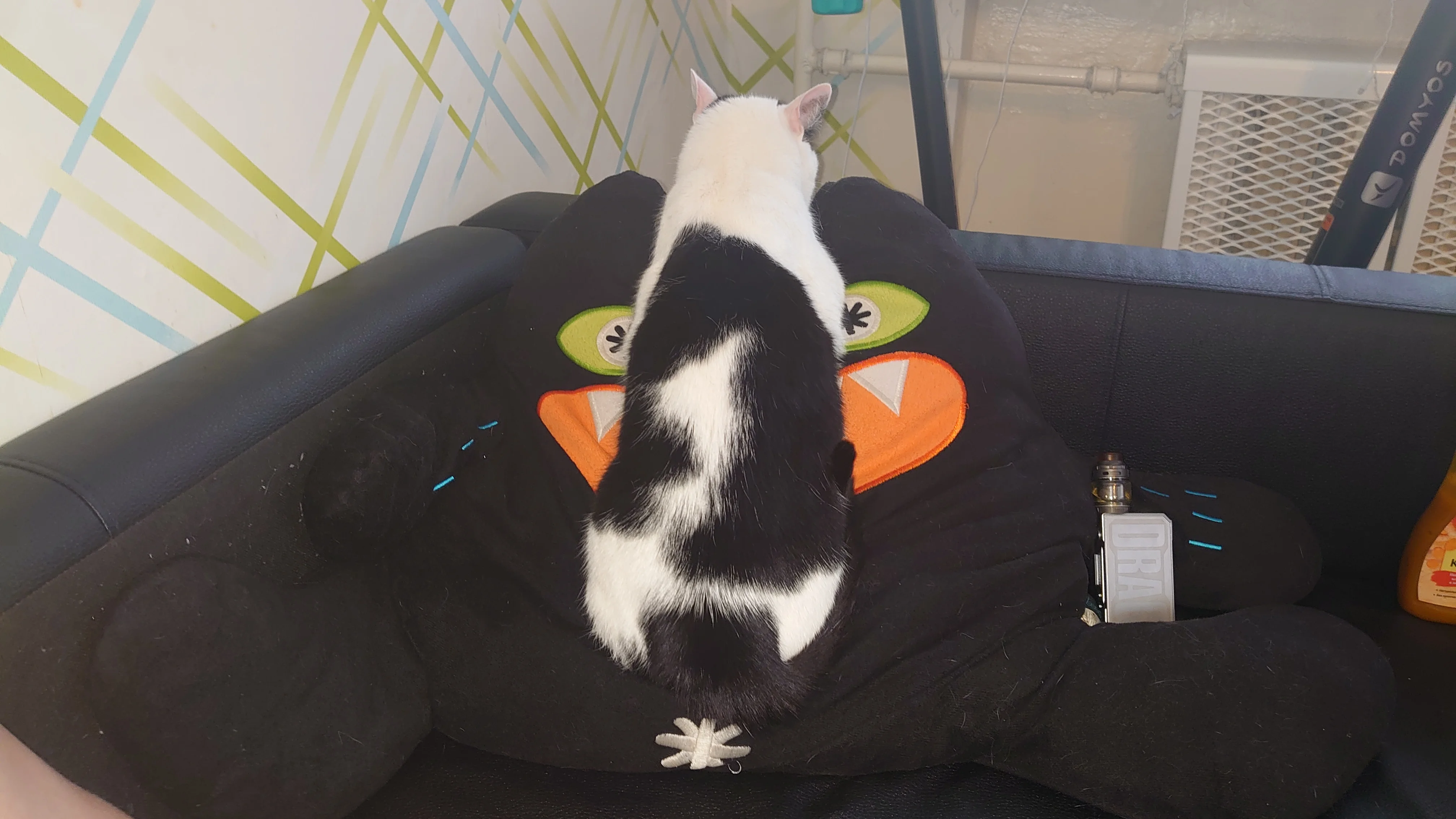 Тигри. Петра.webp