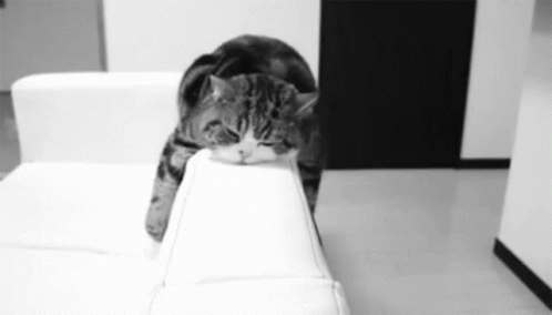 tired-cat.gif