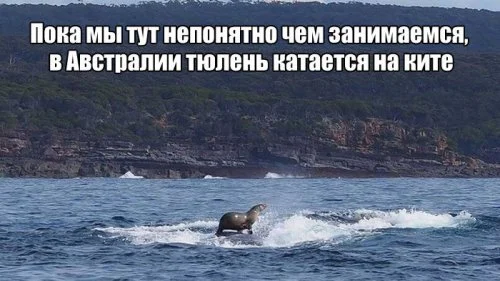 Тюлень на ките.webp