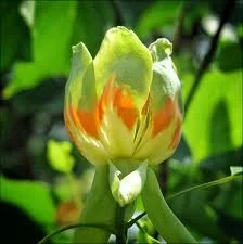 тюльпановое дерево.webp