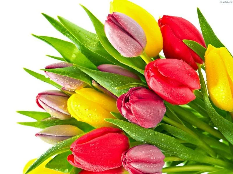ТЛП 770.webp