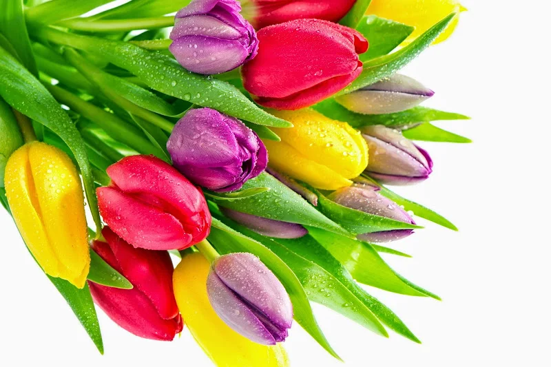 тлп 800 РАЗН.webp