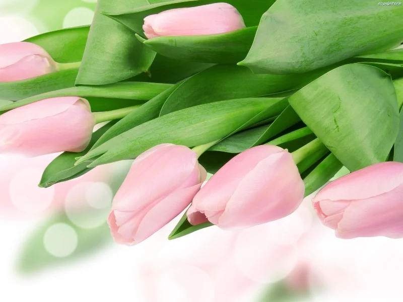 тлп 800 роз.webp