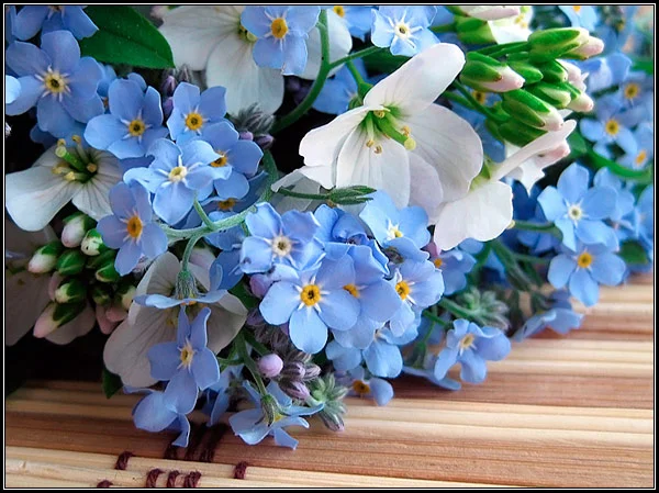 tmp_9084-cvety_nezabudki_v_bukete1730881507.webp