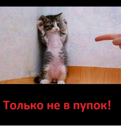 только не в пупок.webp