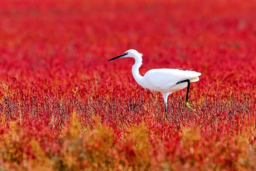 Tomaz Benedicic.webp