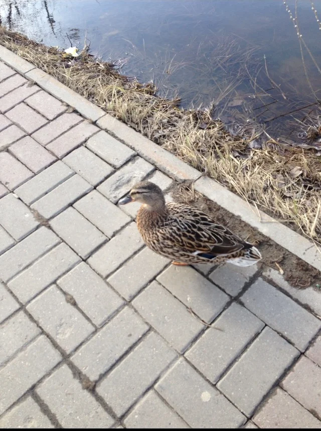 Томаз. Н Новгодро.jpg