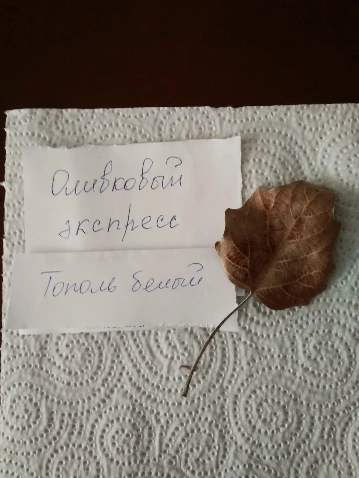 тополь белый.webp