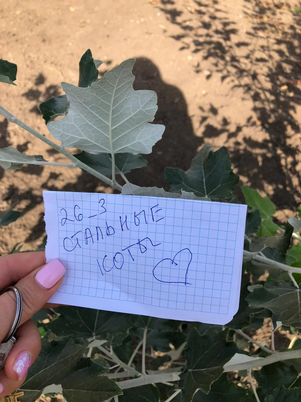 тополь белый.webp