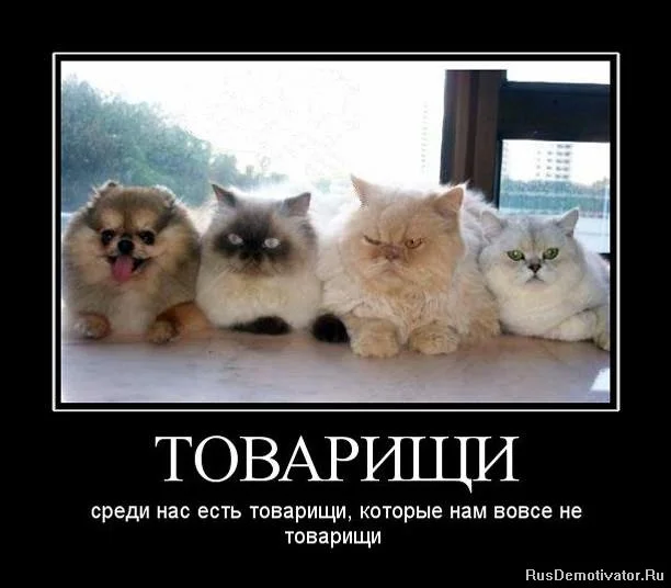 товарищи.webp