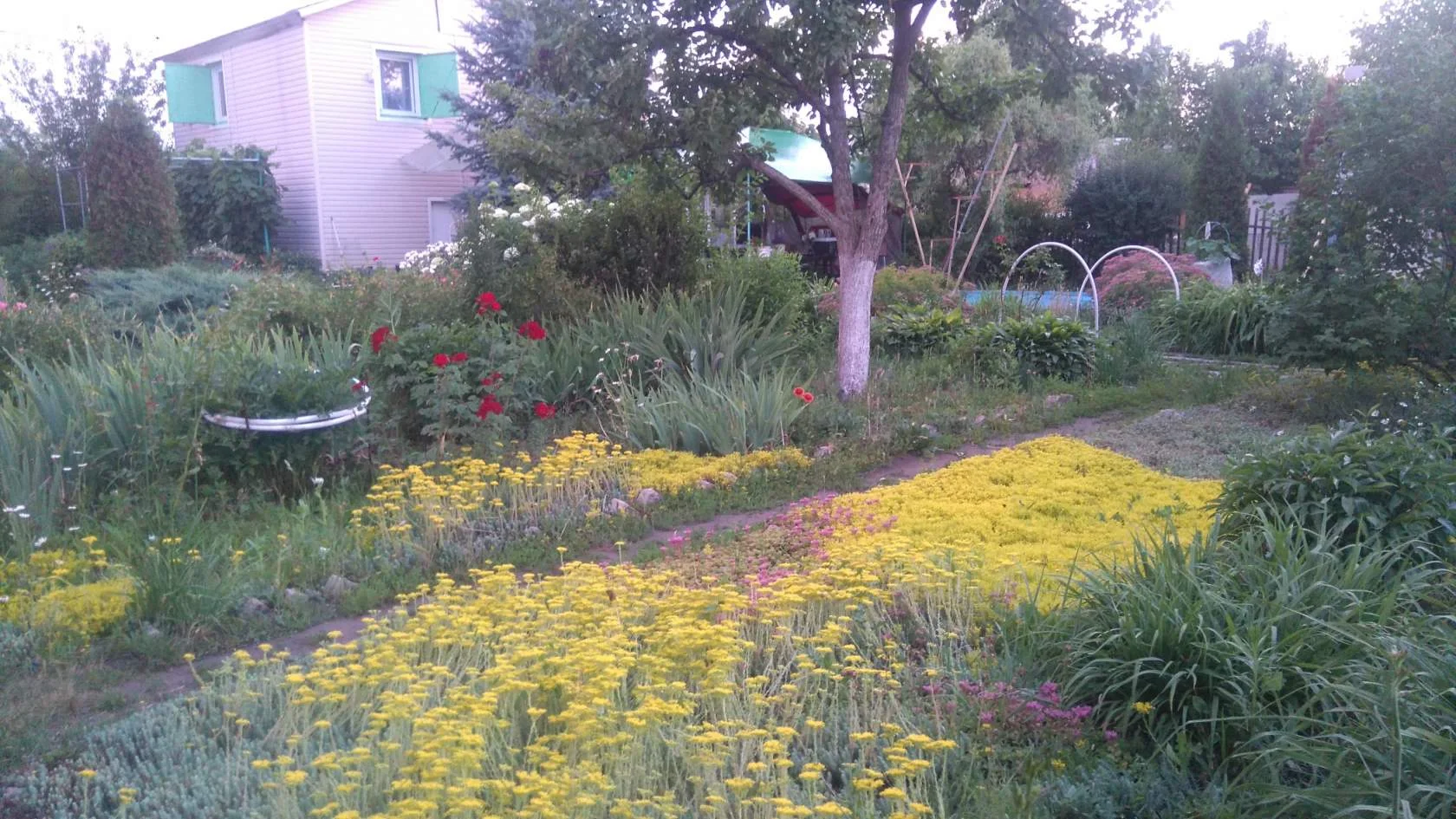 травка покровная.webp