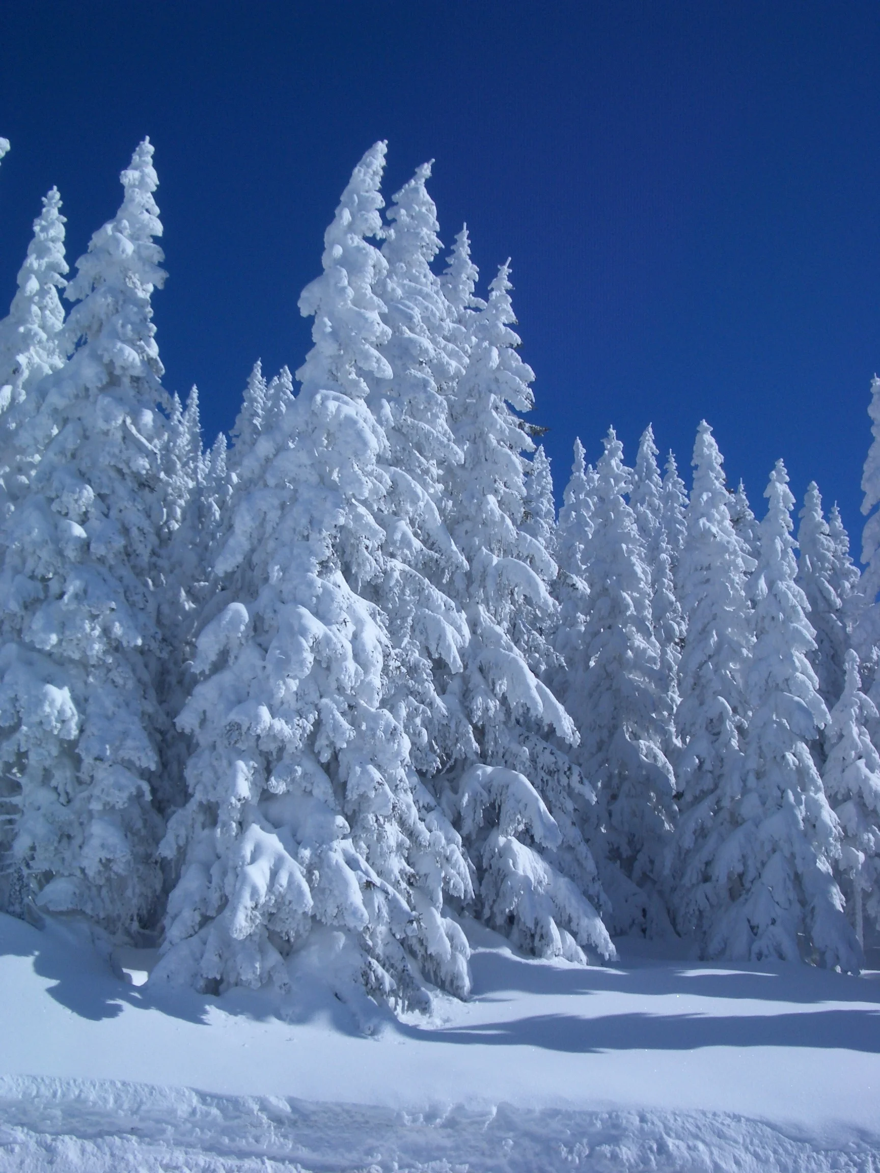 tree-mountain-snow-winter-frost-mountain-range-weather-snowy-blue-fir-season-spruce-wintry-fi...webp
