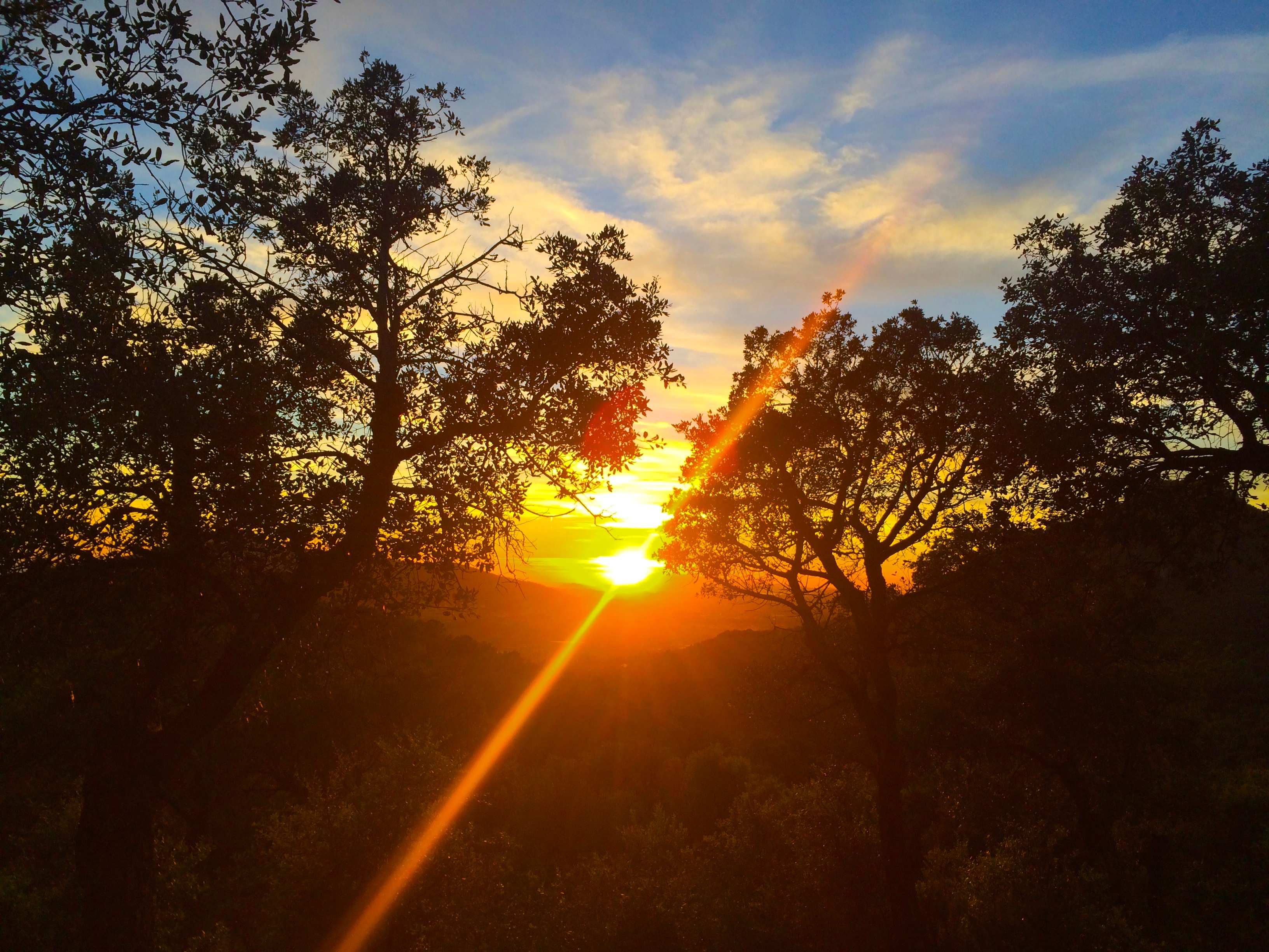 tree-nature-branch-sky-sun-sunrise-sunset-field-sunlight-morning-leaf-dawn-dusk-evening-autumn...jpg