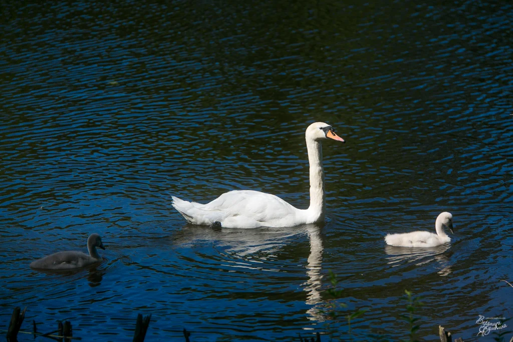 тренировка_09042014-4843.webp