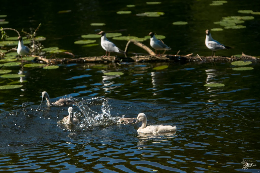 тренировка_09042014-4892.webp