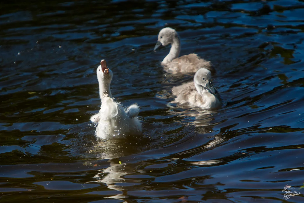 тренировка_09042014-4922.webp