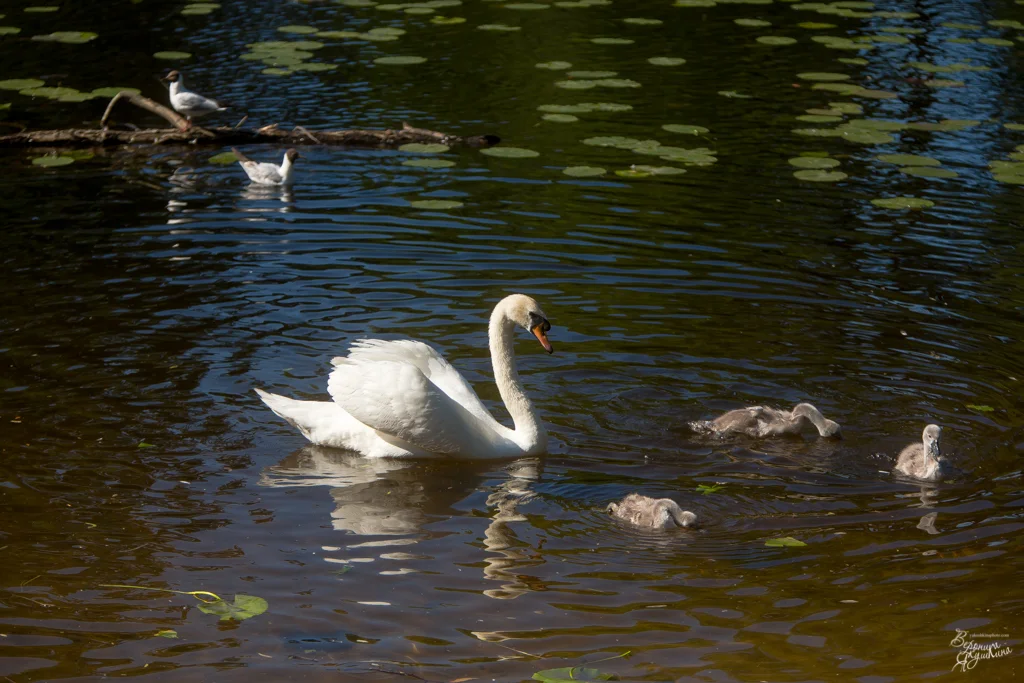 тренировка_09042014-4970.webp