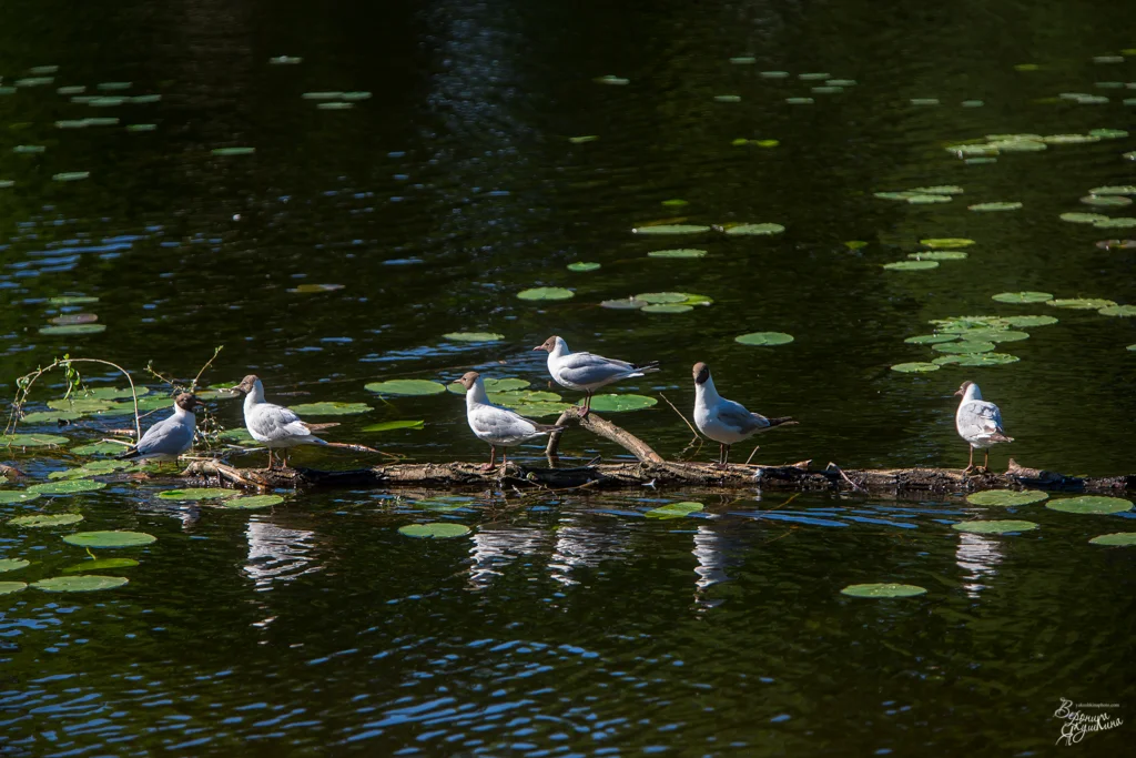 тренировка_09042014-5051.webp