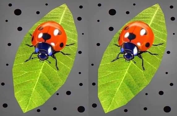 три коровки.webp