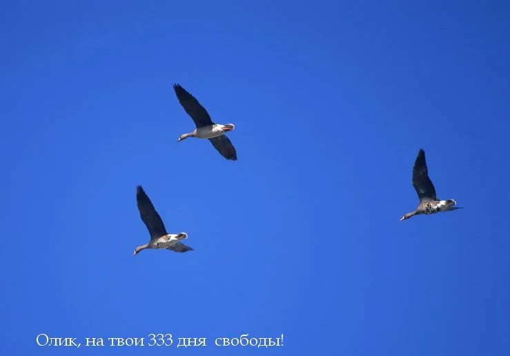 три   птицы.webp