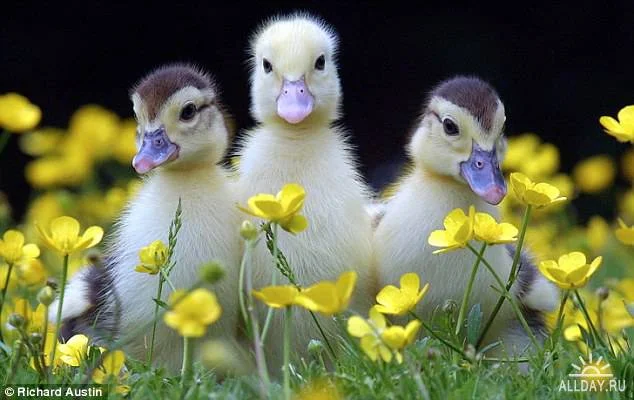 триста три три.webp