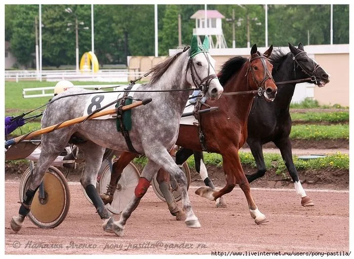 тройка  красавцев.webp