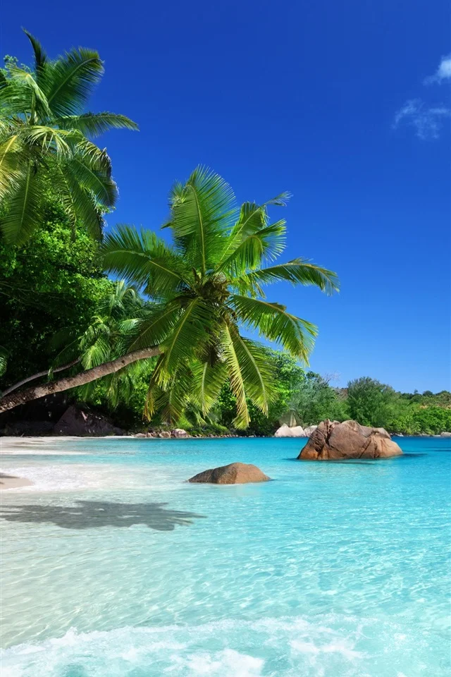 Tropical-paradise-sunshine-beach-coast-sea-palm-trees_iphone_640x960.webp