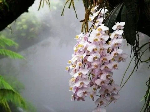 тропич орхидея_12.webp