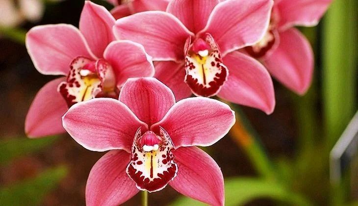 tsimbidium-ukhod-v-domashnikh-usloviyakh_4.webp