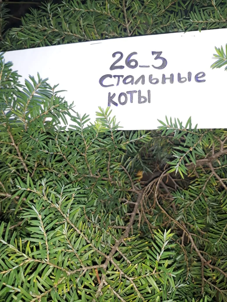 тсуга канадская.webp