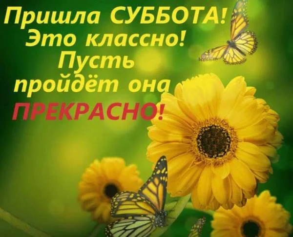 tsvety-i-babochki.webp