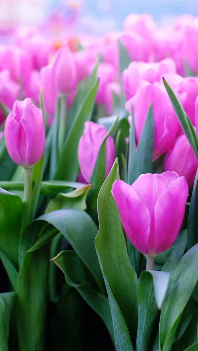 tsvety-tiulpany-rozovye-pink-flowers-tulips.webp